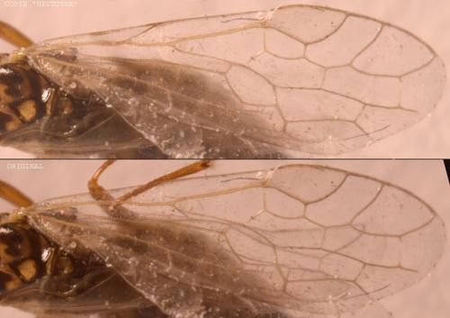 Xyela sp.